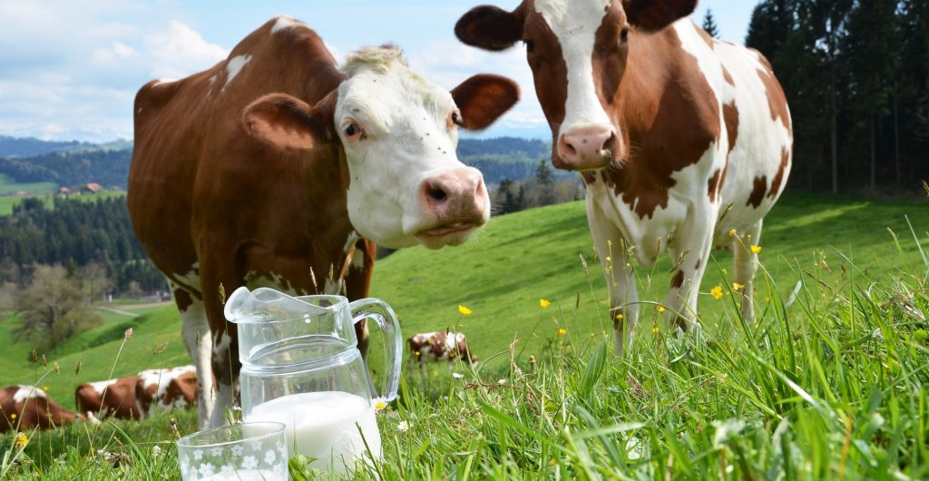 cows--raw-milk