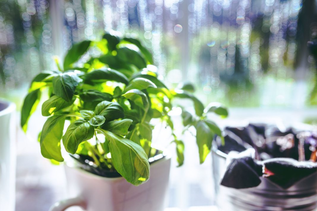 An inviting kitchen filled with fresh herbs and vegetables, warm sunlight illuminating the space, a