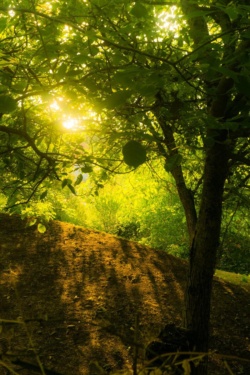 A tranquil natural scene depicting holistic wellness, including greenery, sunlight, and a serene atm